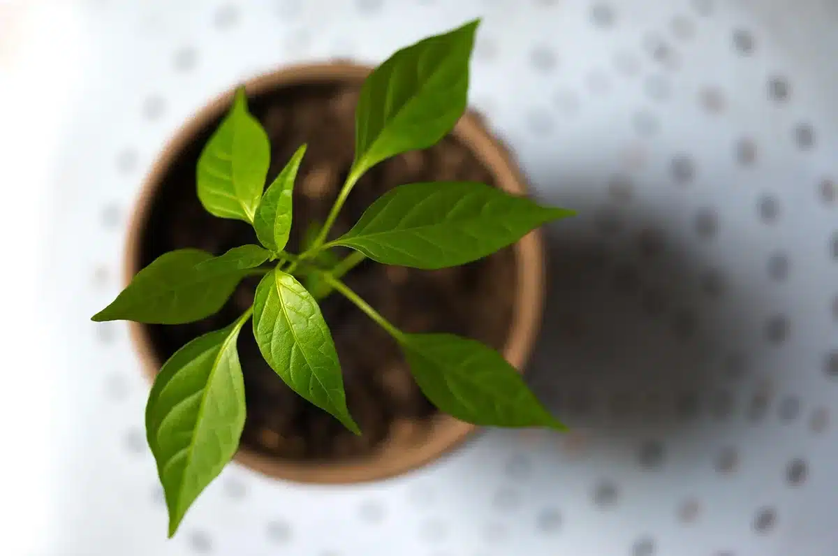 Jeune plant de cerisier dans un godet prêt à être rempoté