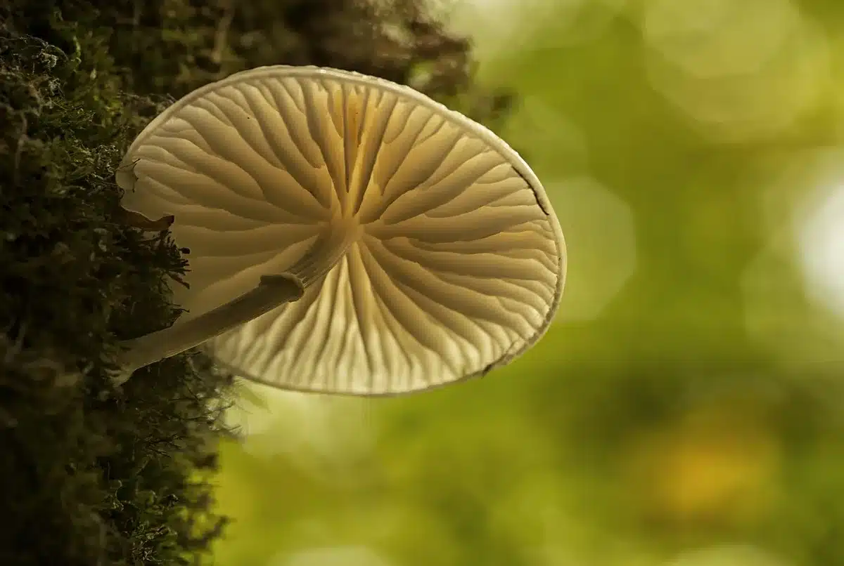 Vue rapprochée dessous d'un champignon montrant plis décurrentes versus lames