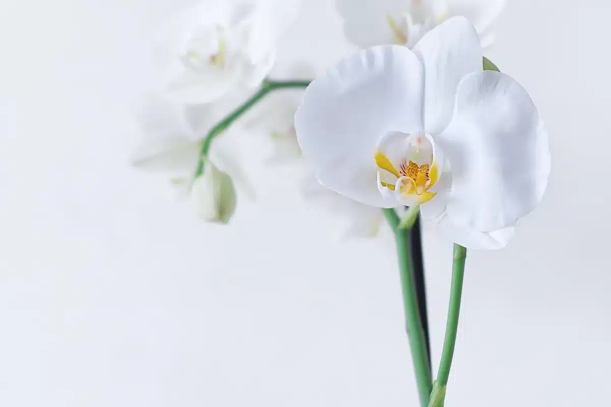 Feuille d'orchidée avec dépôts collants et traces de saleté