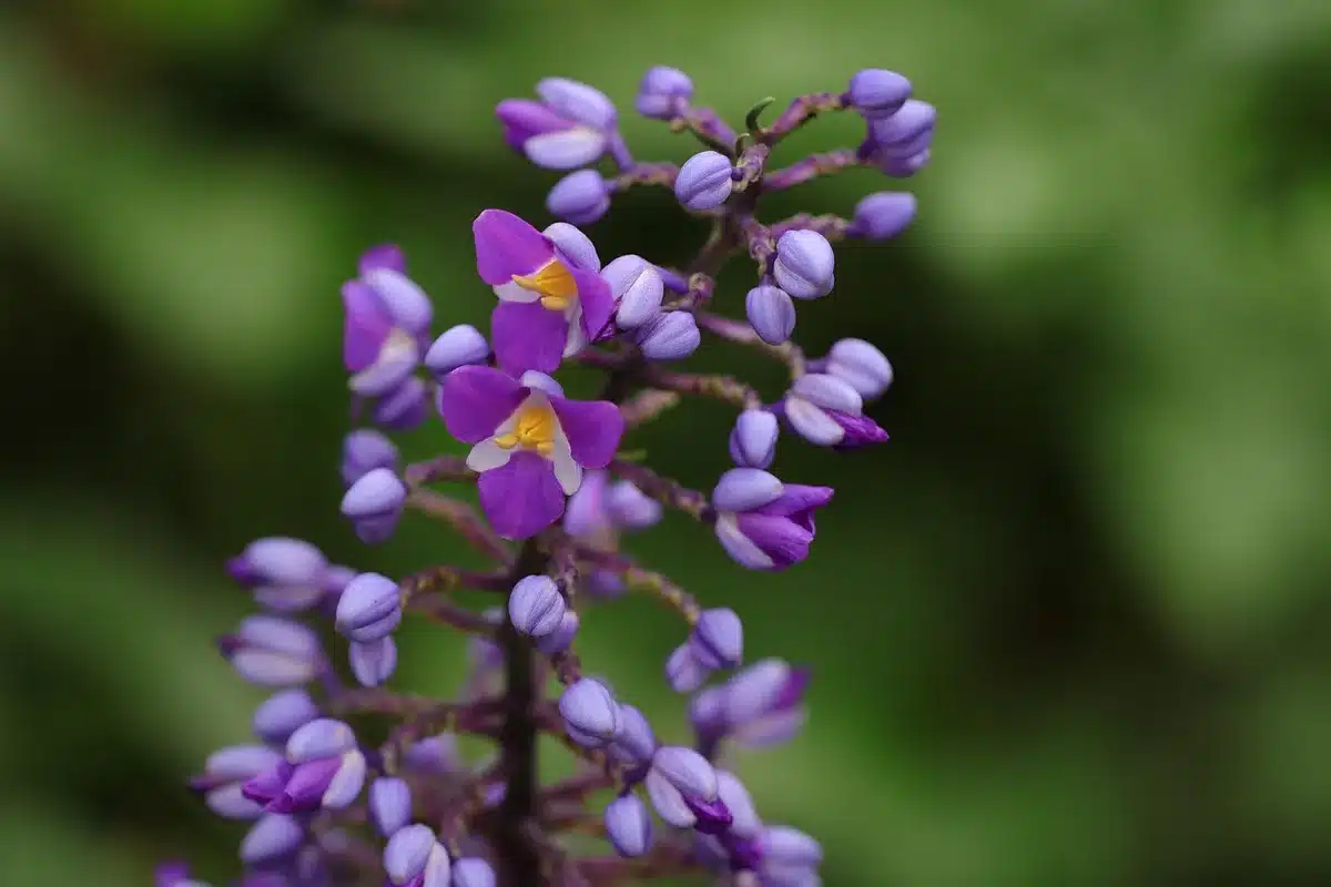 Orchidée montrant pseudobulbes et feuilles pour identifier le type