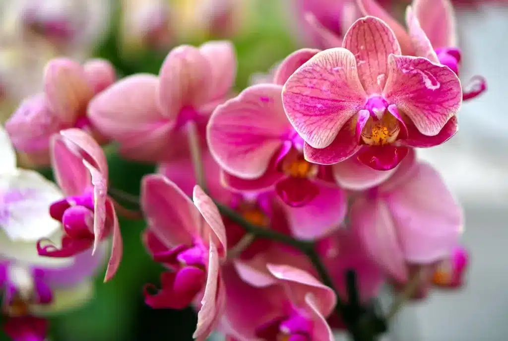 Divisions d'orchidées et outils de rempotage sur un rebord de fenêtre en plein jour