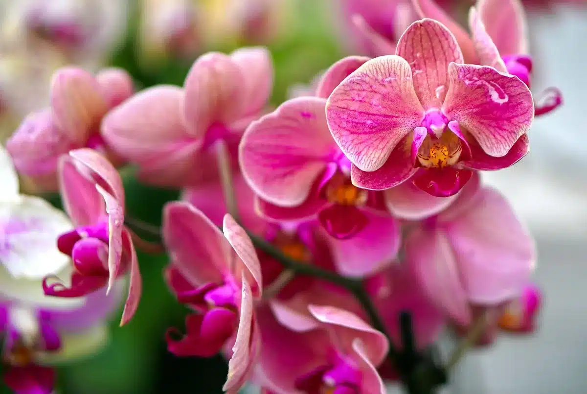 Divisions d'orchidées et outils de rempotage sur un rebord de fenêtre en plein jour