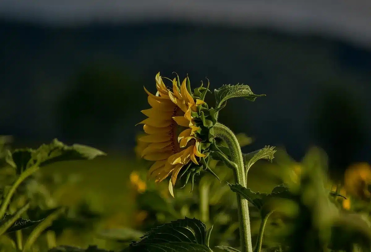 Séparation d'un rejet de plante et préparation pour la plantation