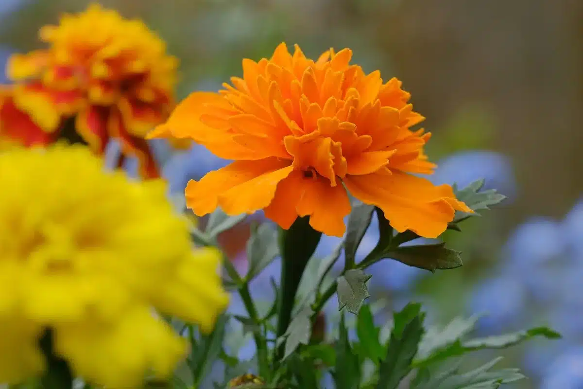 Mains pinçant une fleur fanée d'œillet d'Inde entre pouce et index