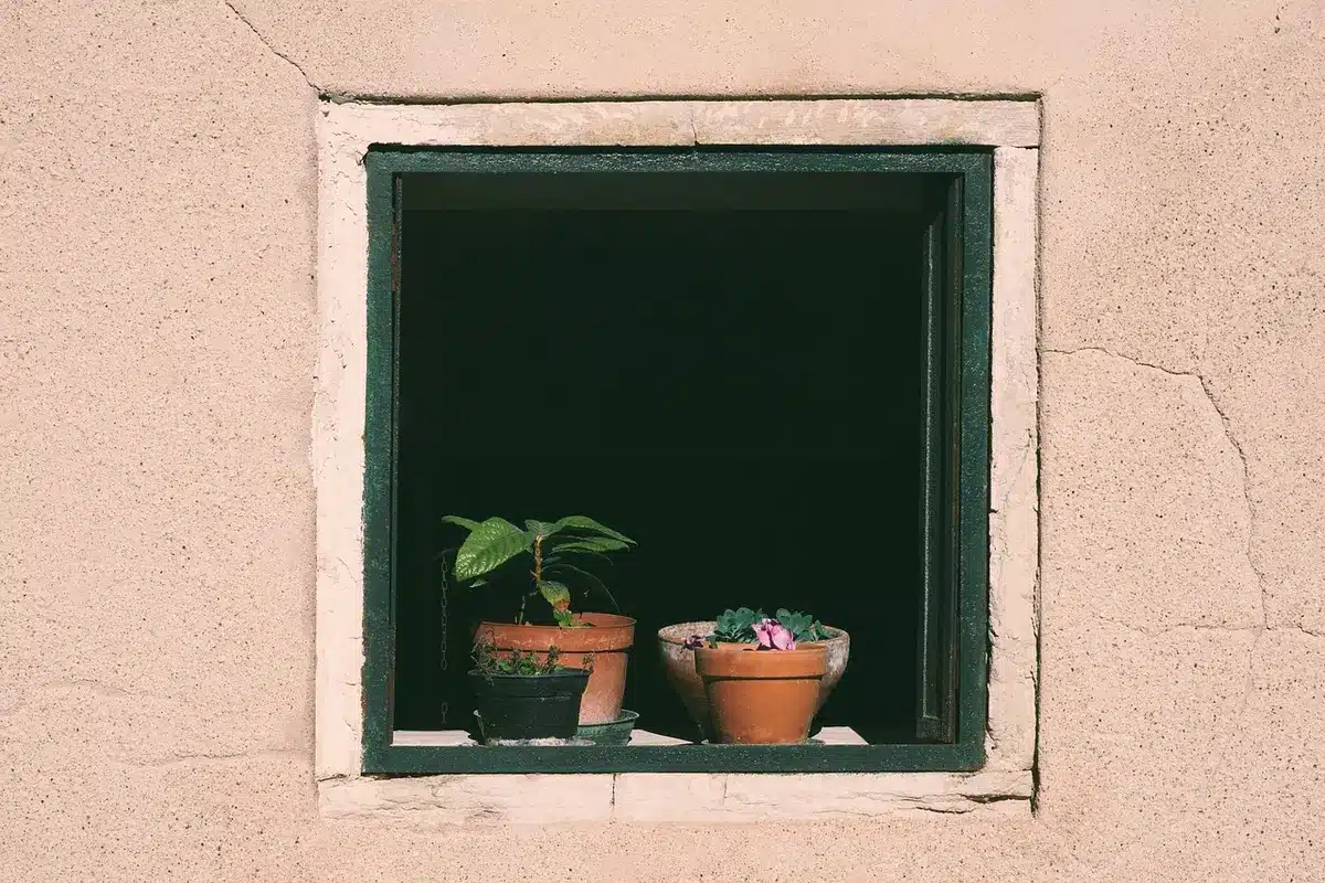 Œillets d'Inde en pot au soleil avec terre légèrement humide