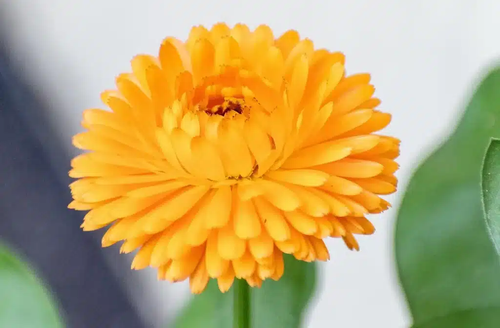 Mains coupant des fleurs fanées d'œillets d'Inde en plein jour sur un balcon
