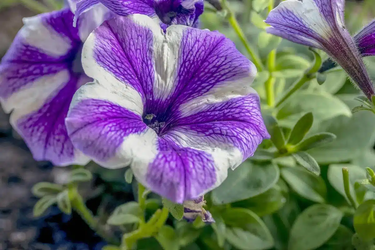 Main qui pince une fleur fanée au ras du tube floral